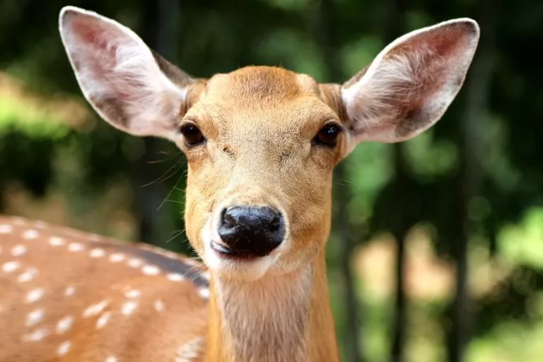 La biche | Poème de Maurice Rollinat