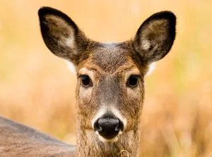 quiz femelles des animaux